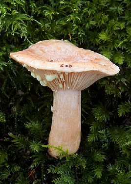 Lactarius chrysorrheus